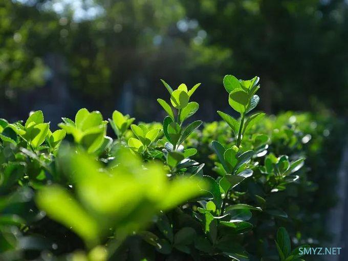 轻便小巧的中画幅饼干头 富士GF50mm F3.5评测