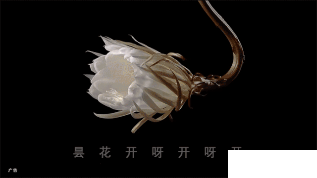 华为Mate30 Pro摄影神技：昙花秒开、子弹慢飞