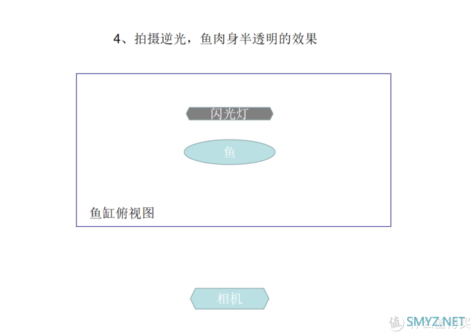 摄影新人经验分享---如何拍摄好那些漂亮的观赏鱼