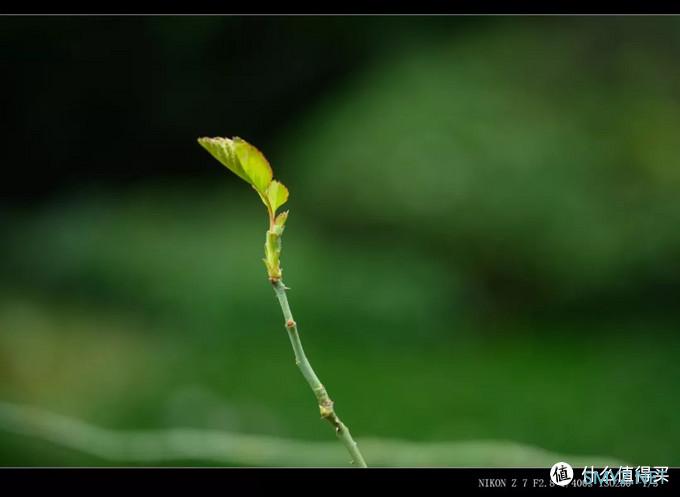 单评 | 尼康 Z 24-70mm f/2.8 S