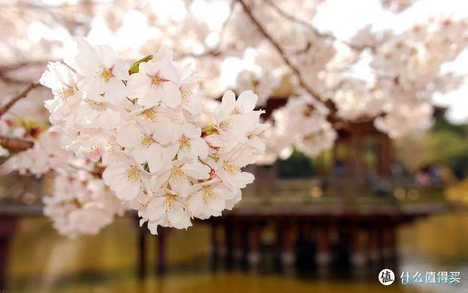 春晖四季，先识花再踏春