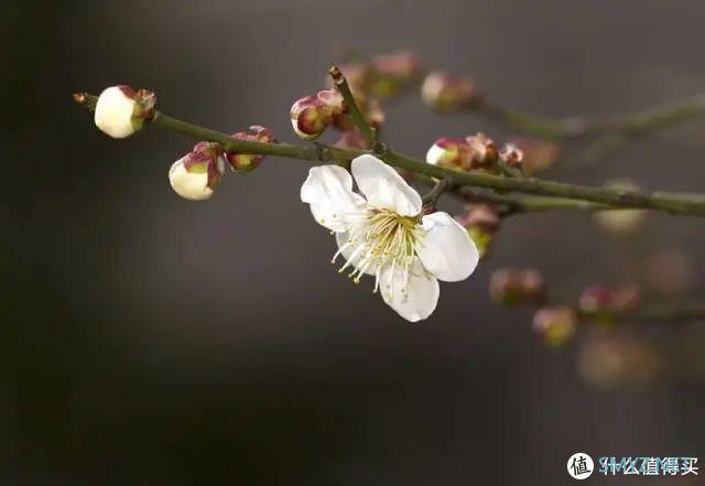 春晖四季，先识花再踏春