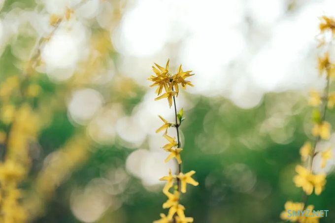 相机LIFE | 虚化与平衡 SIGMA 105mm F1.4 | Art