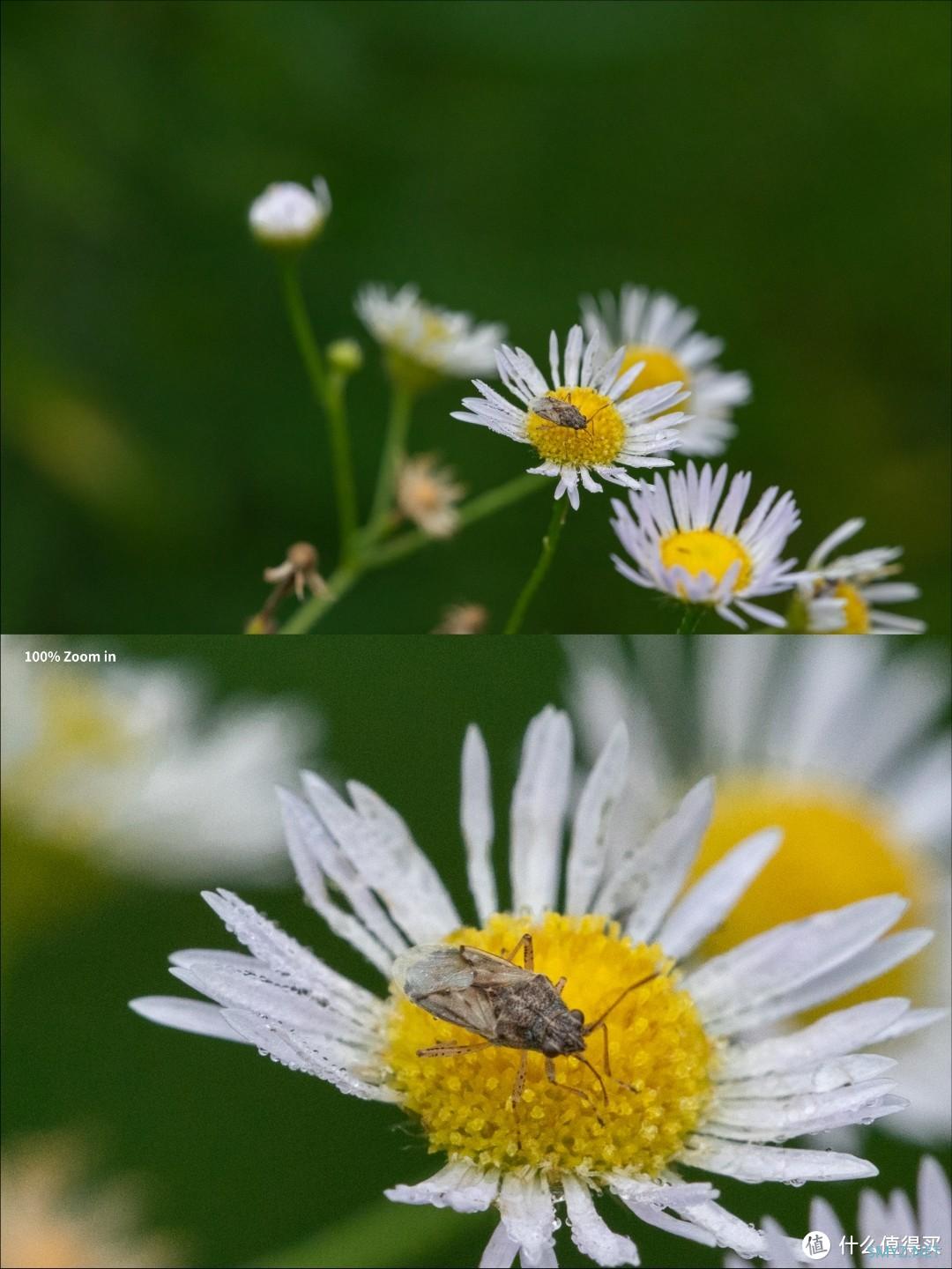 拍摄微距，选老蛙100mm F2.8 Macro