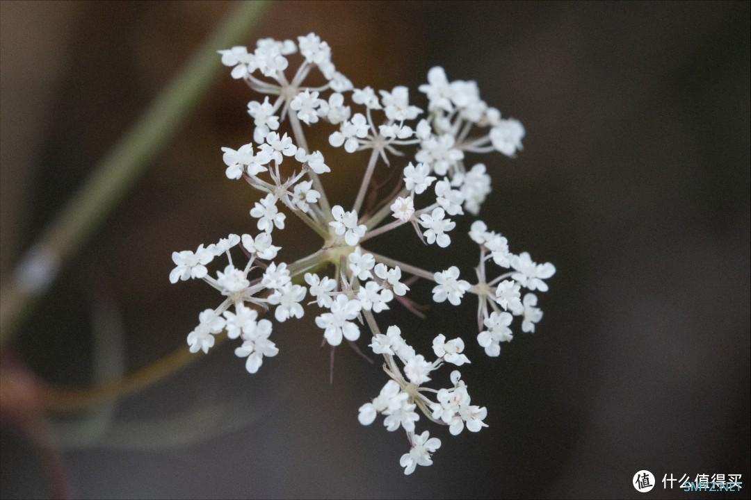 拍摄微距，选老蛙100mm F2.8 Macro