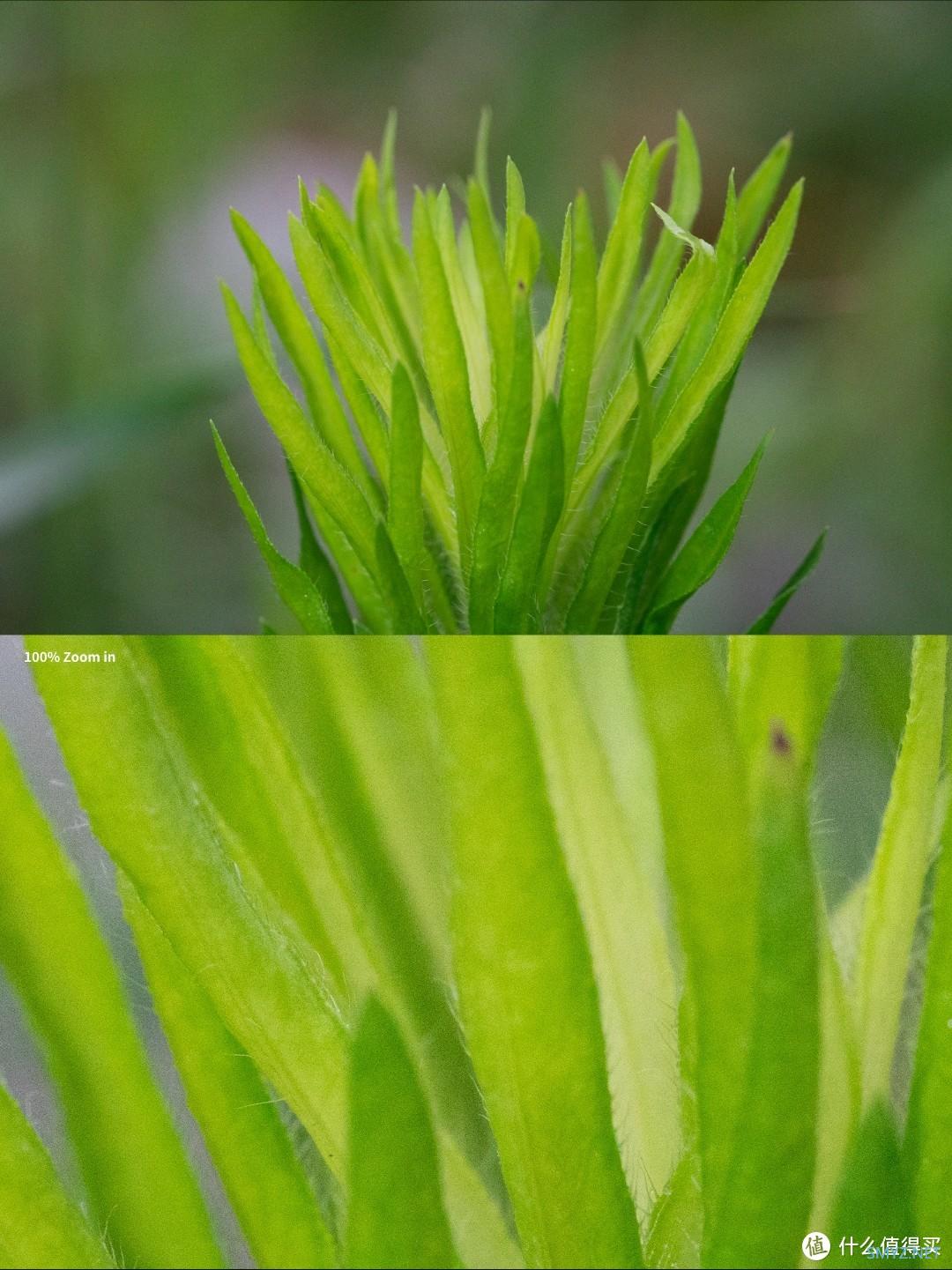 拍摄微距，选老蛙100mm F2.8 Macro