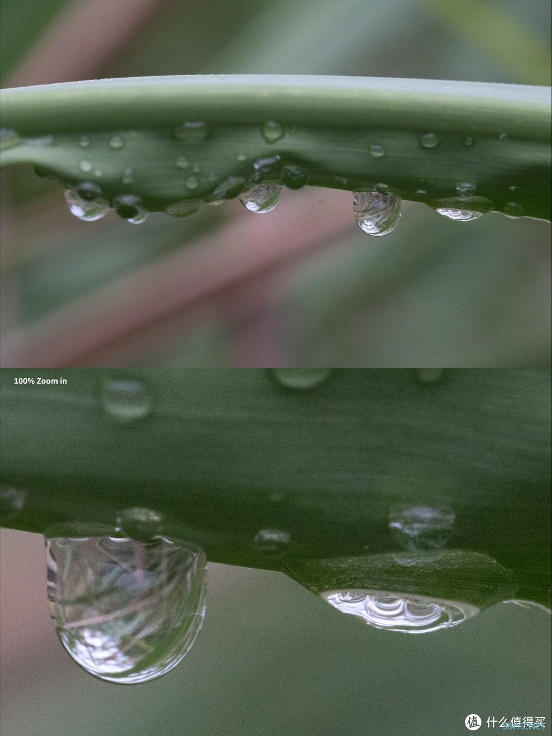 拍摄微距，选老蛙100mm F2.8 Macro