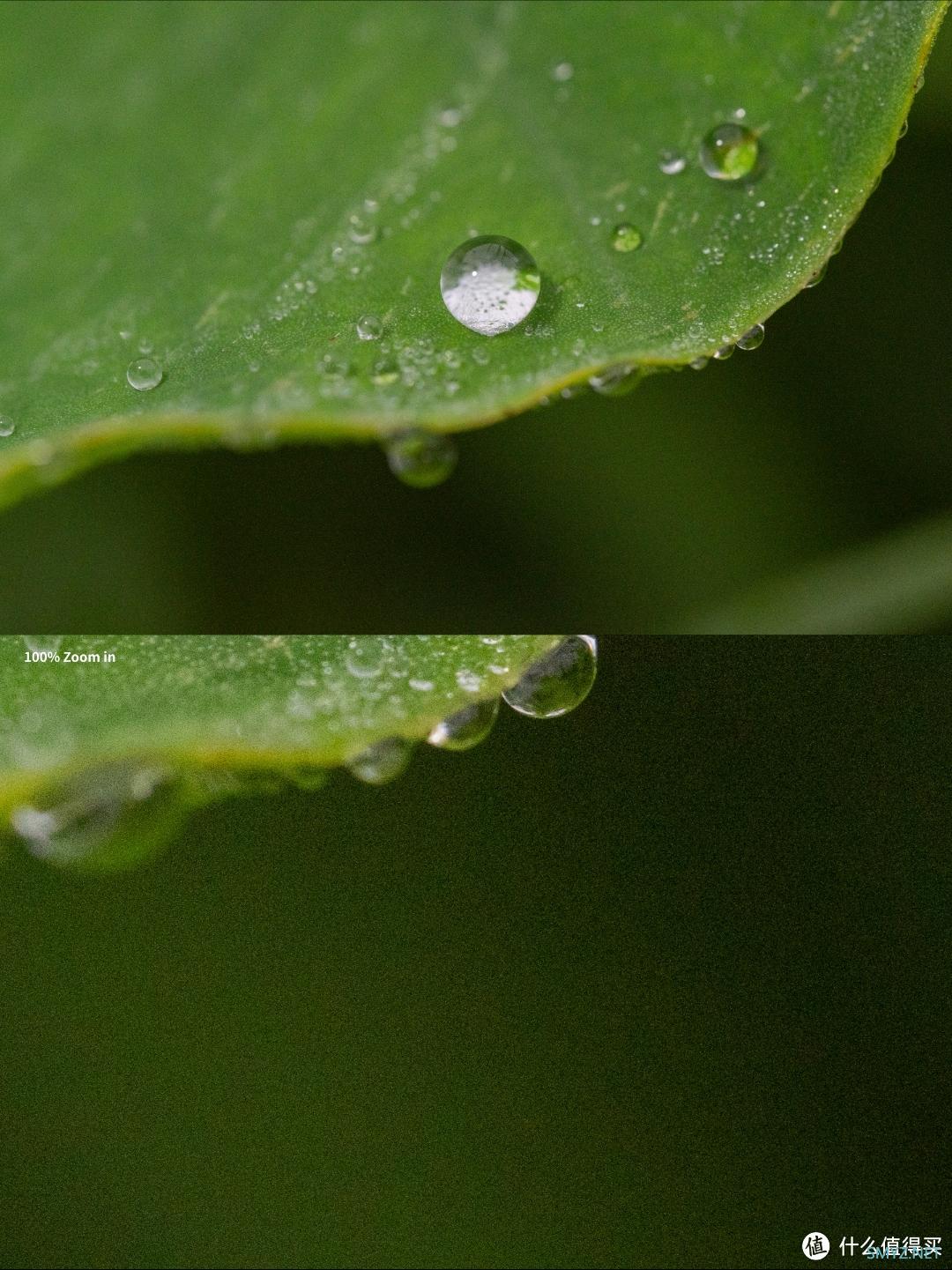 拍摄微距，选老蛙100mm F2.8 Macro