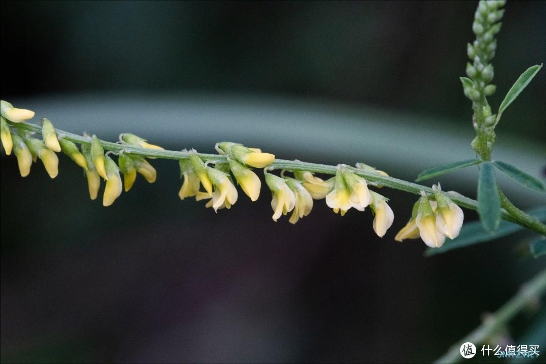 拍摄微距，选老蛙100mm F2.8 Macro