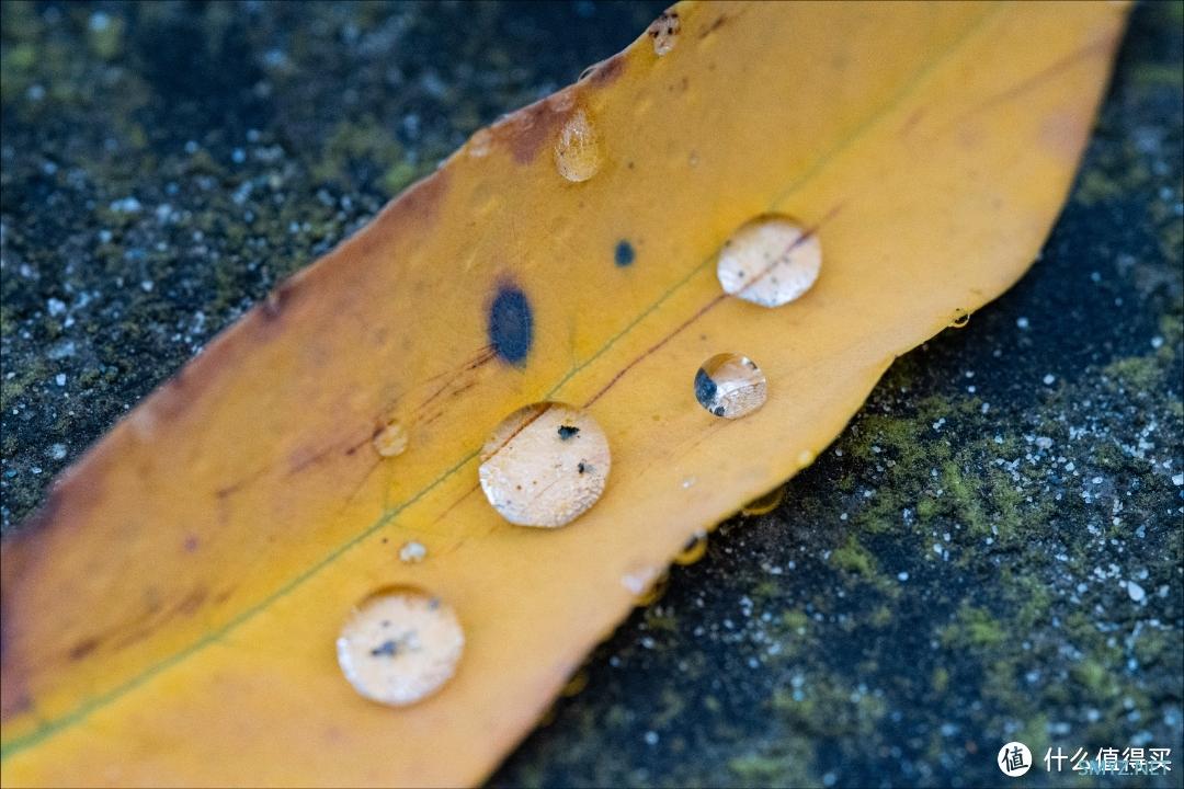 拍摄微距，选老蛙100mm F2.8 Macro