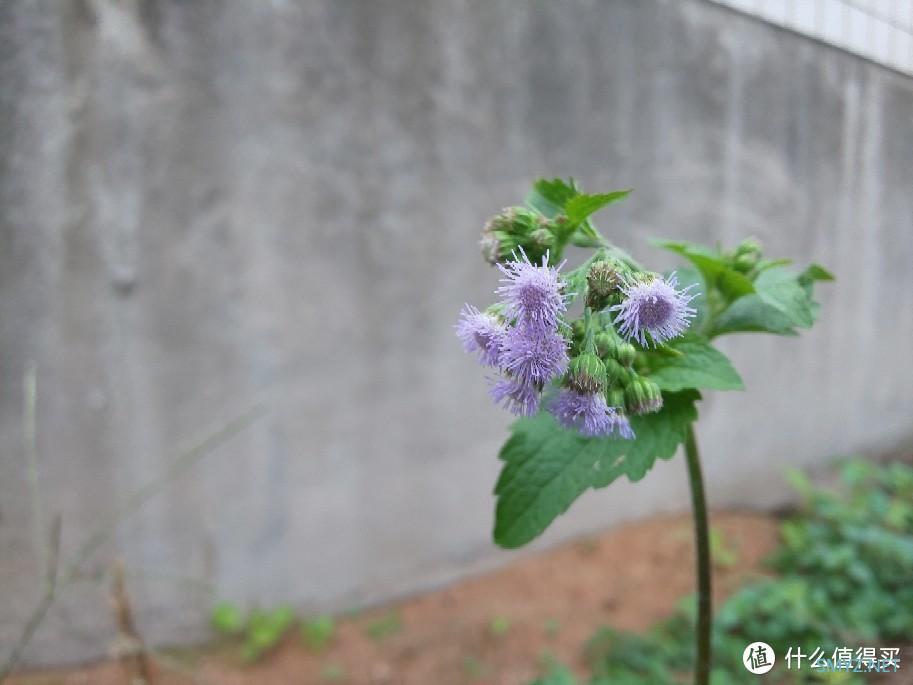 小屏旗舰体验卡？300块的夏普R2Compact值不值得捡