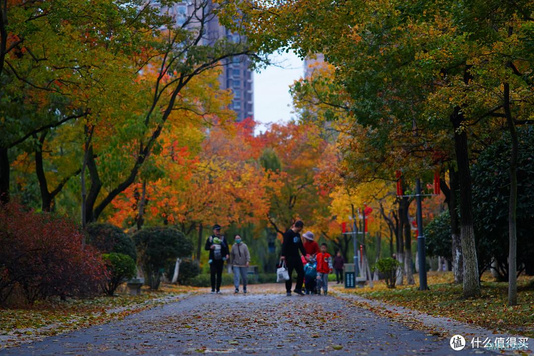 镜头老矣，尚能饭否，either？——太苦玛135mm f3.5试镜