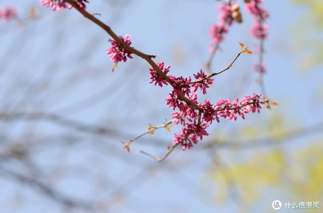 索尼A7M4+FE 24-70mm F2.8GM 2大师头二代 体验及购买建议