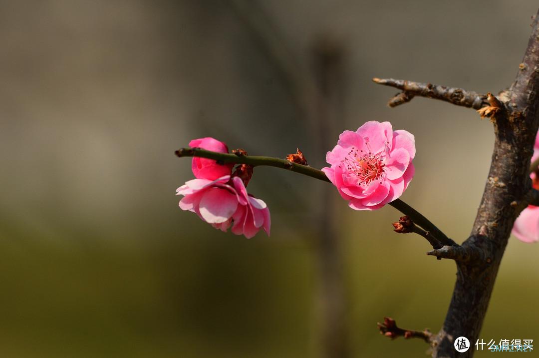 摄影 篇六：说说我用过的镜头 尼康 AF  70-210 F4-5.6D