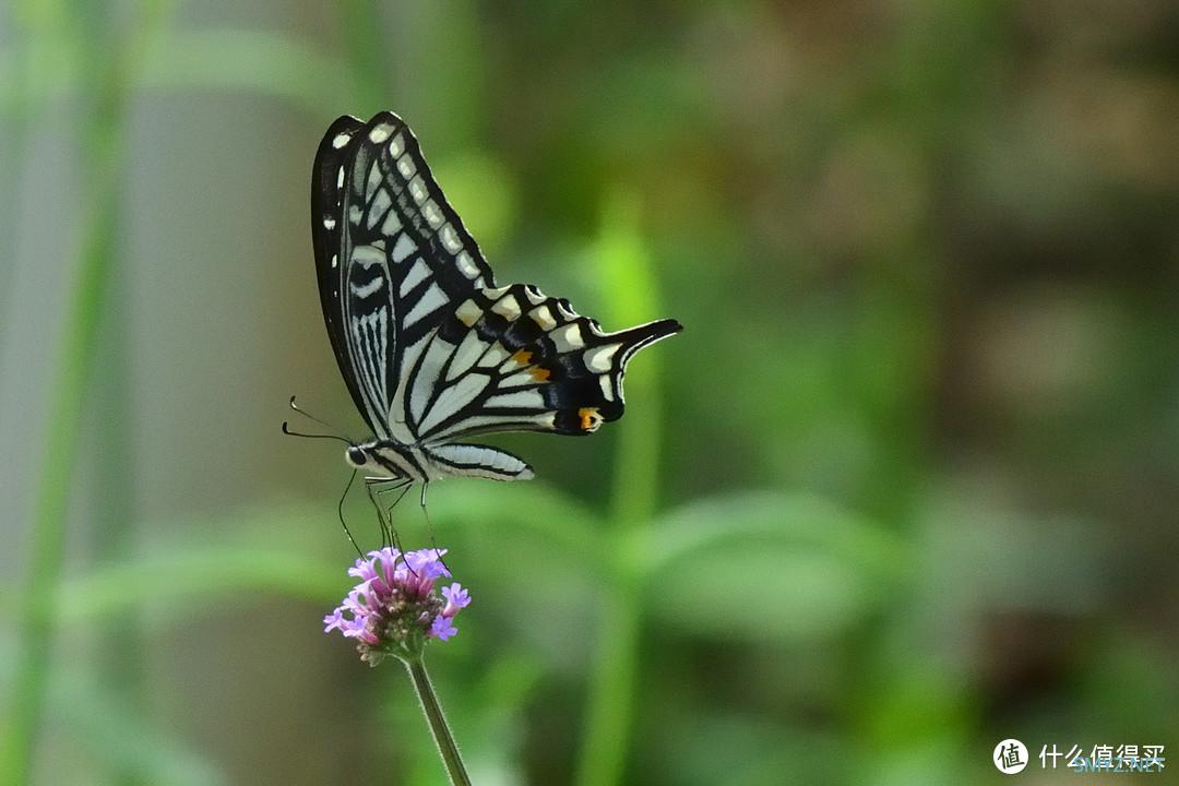 摄影 篇六：说说我用过的镜头 尼康 AF  70-210 F4-5.6D